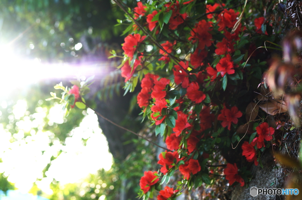 岩割りツツジに西陽射す(^o^;