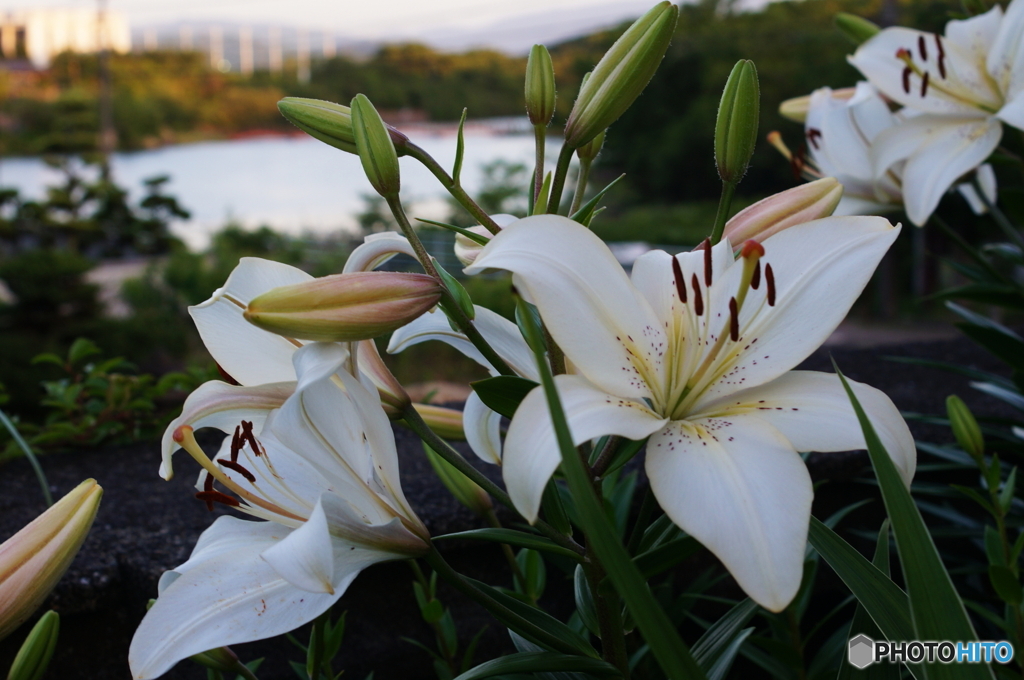 夕暮れの池を見つめる(^o^;