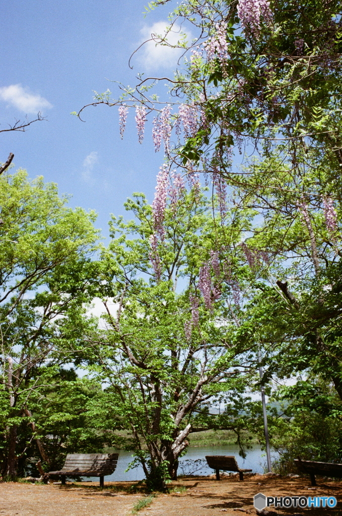 不便なカメラで撮りました_(_^_)_film