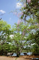 不便なカメラで撮りました_(_^_)_film