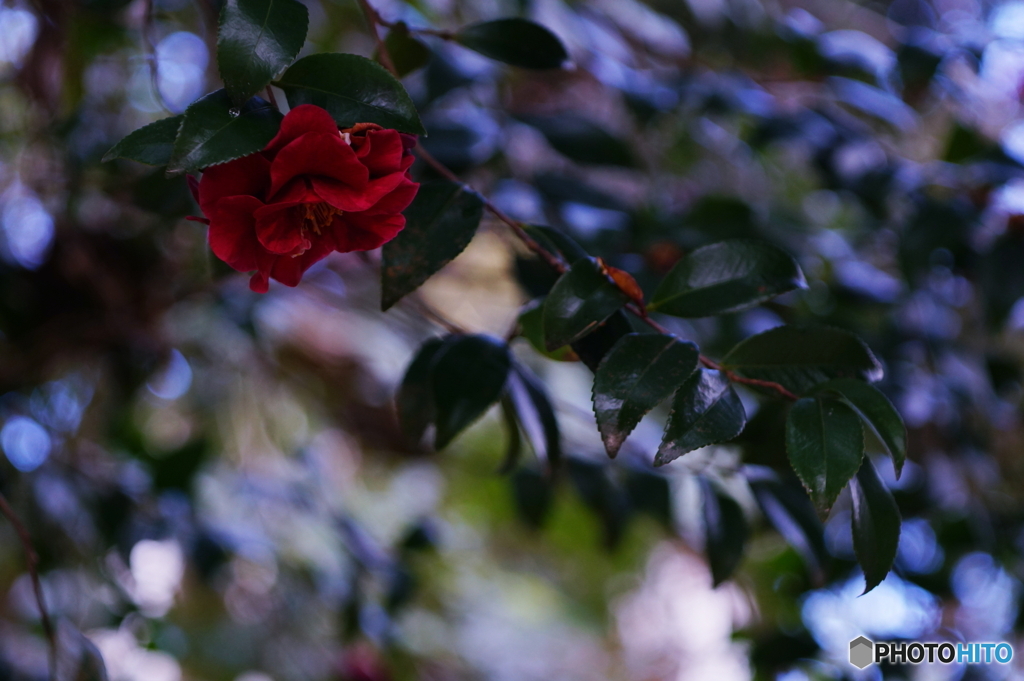 寒さの中でpart2(=^・^=)