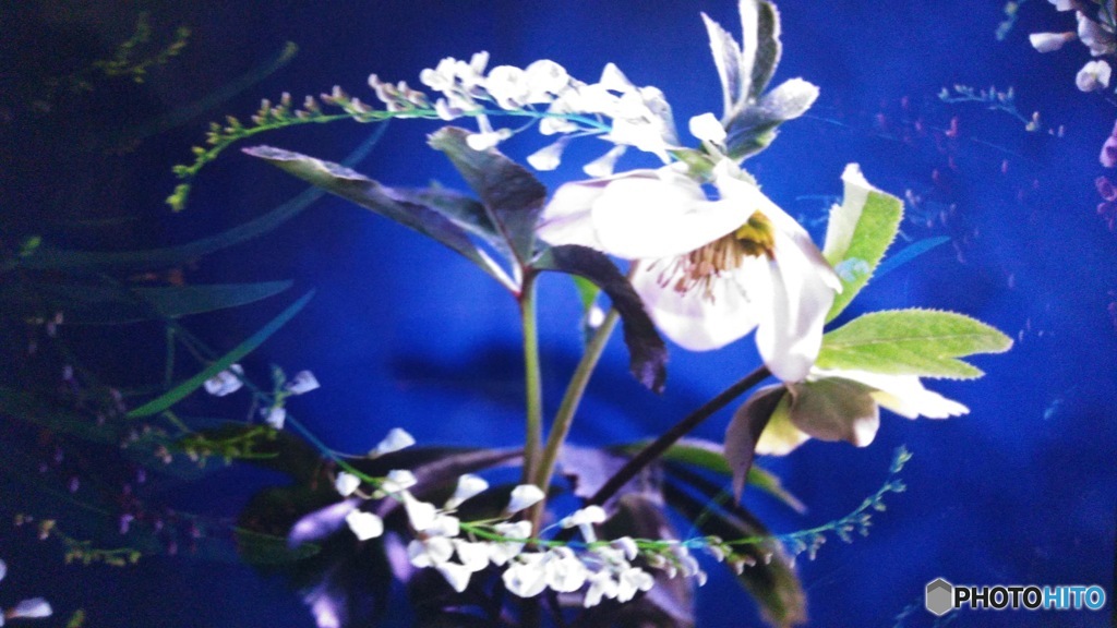 植え替え作業終わりました(_ _;)