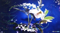 植え替え作業終わりました(_ _;)