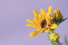 潜水艦?イエローサブマリン(^o^;