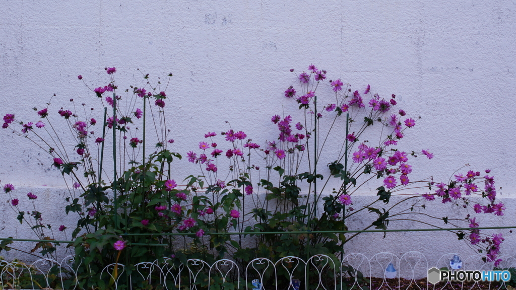 1株のポット苗から(=^・^=)