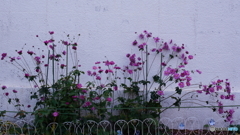 1株のポット苗から(=^・^=)