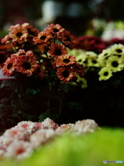 甘い罠(=^・^=)film