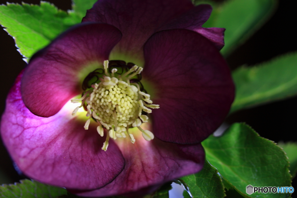 沼津生まれのベインちゃん(^o^)