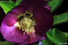 沼津生まれのベインちゃん(^o^)