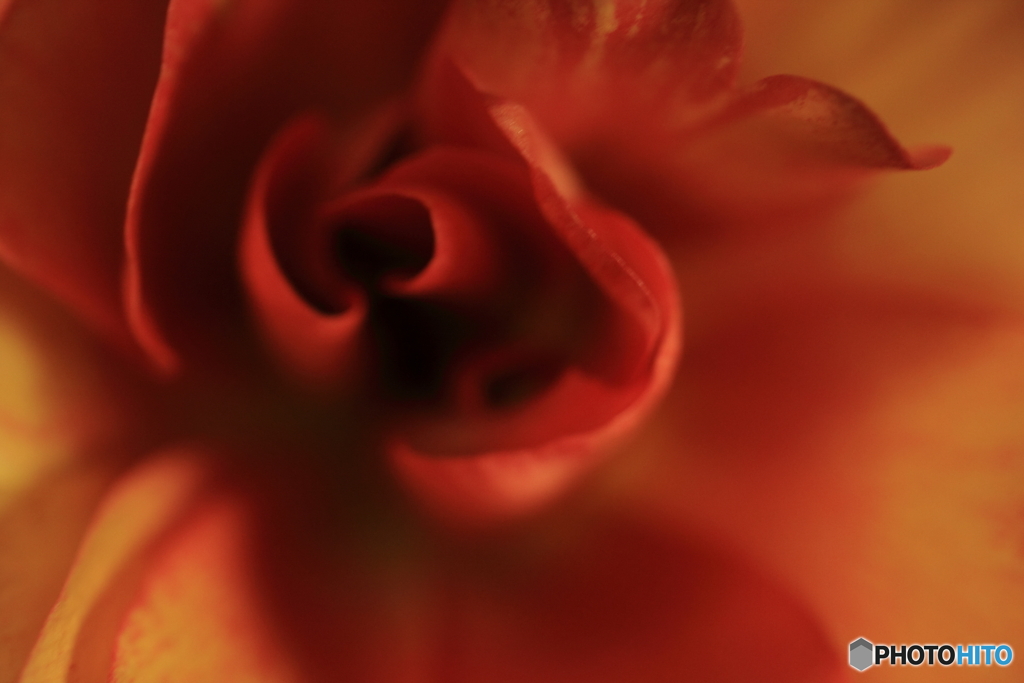 ラナンキュラス花芯(^o^)