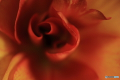 ラナンキュラス花芯(^o^)