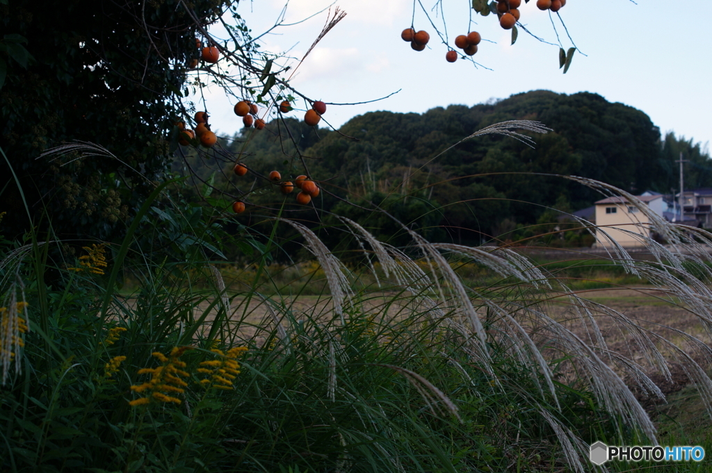 あぜ道にて(=^・^=)