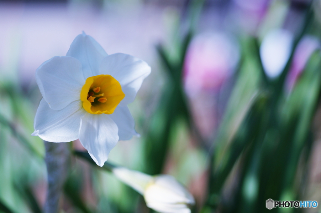 大寒間近の小春日和(=^・^=)