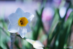 大寒間近の小春日和(=^・^=)