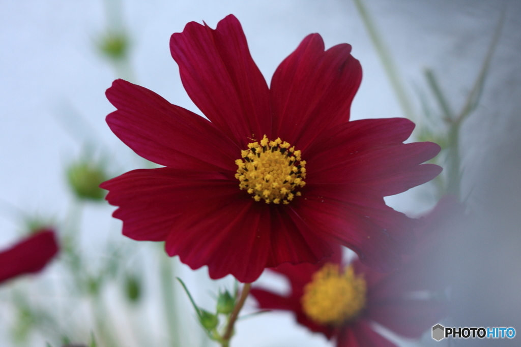 自称です(_ _;)ロングゾナーで撮ってみた④