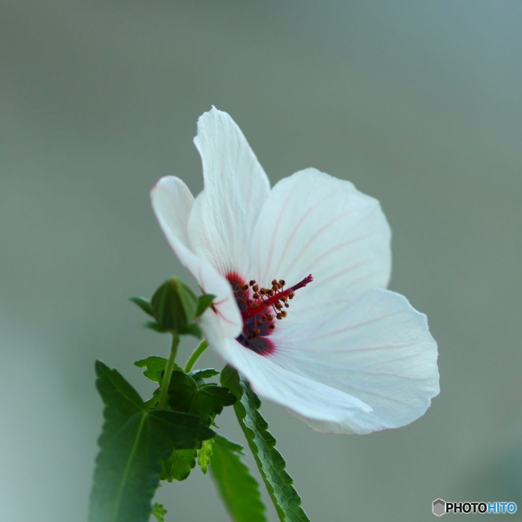 路傍（ろぼう）に咲く花(^o^;