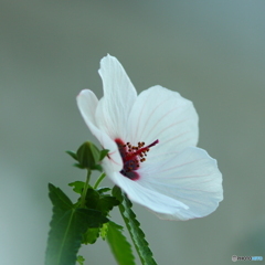 路傍（ろぼう）に咲く花(^o^;