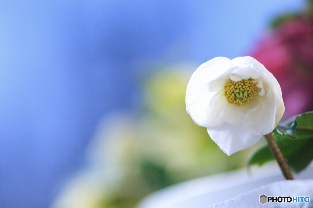 Wファンタジー(^o^)