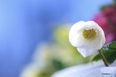 Wファンタジー(^o^)