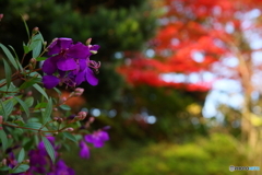 野ボタン咲いてます(=^・^=)
