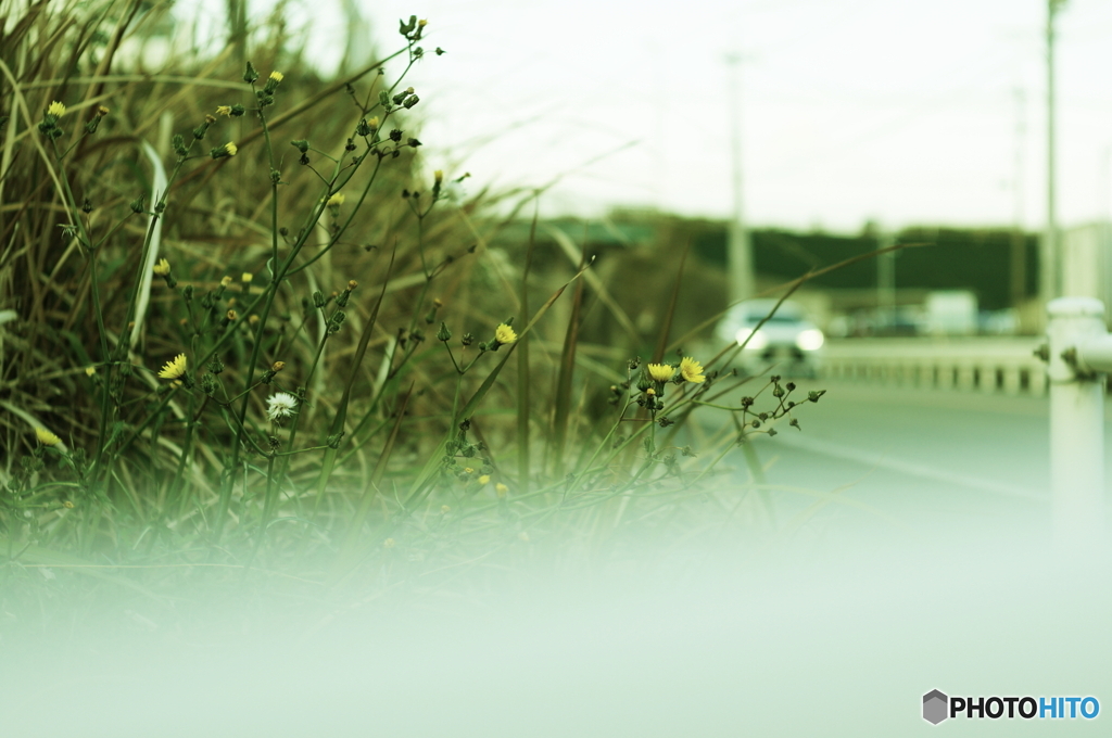 色褪せた写真image(^o^;