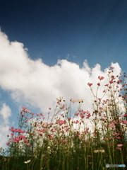 すっかり秋めく＼(^o^)／film