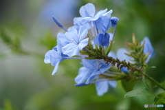 茶筒の柔らかな写り(^o^;