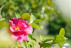 玉ボケ作ってみましたが(^o^;