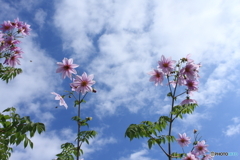 もうすぐ咲くと思いますが②