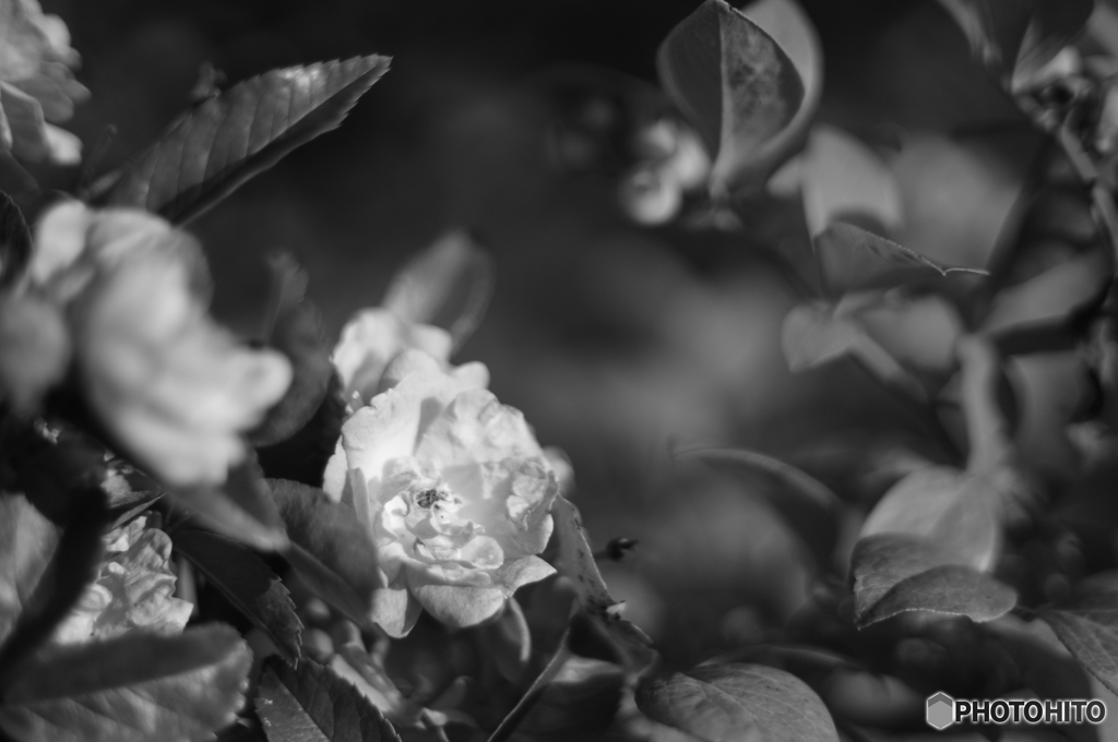 見よ!Canon Planarの写りを＼(^o^)／