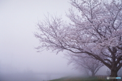 筑豊霧(=^・^=)film