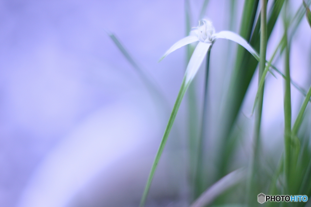 シラサギカヤツリですm(_ _)m