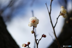 梅ニ選　春を待つ(^o^)b