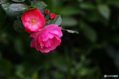 素朴な薔薇(^o^;