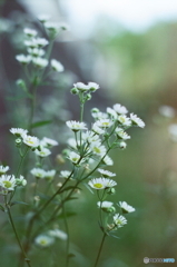 淡い恋にゆれる(=^・^=)film