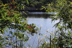 池きらめいていました(^o^)