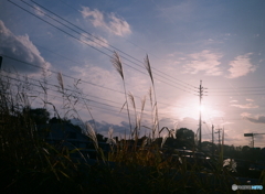 夕暮れに映える(=^・^=)film