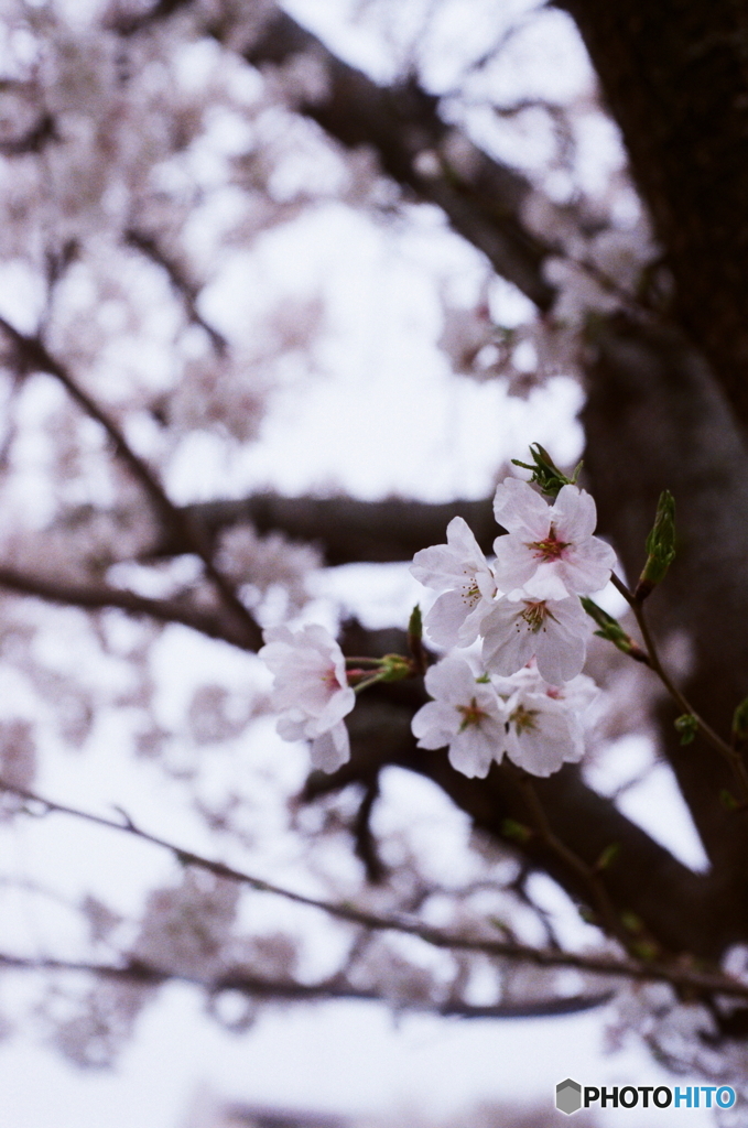 ①見上げてみると(=^・^=)film