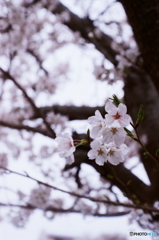 ①見上げてみると(=^・^=)film