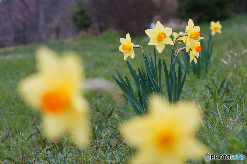 ラッパスイセン咲きました(^o^;x