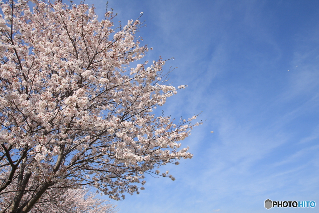 サクラさん散り始めました(_ _;)