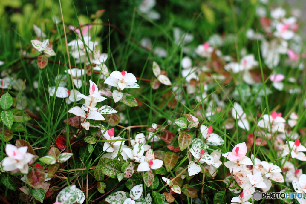 ”Brille　sous　la　pluie”（雨に映える）
