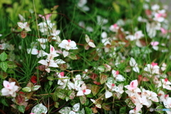 ”Brille　sous　la　pluie”（雨に映える）