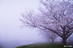 霧の中の少女（見えません）film