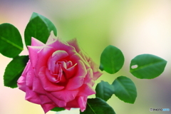 赤いバラの花(^o^)