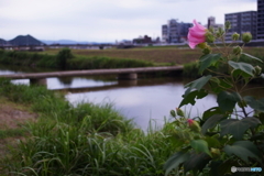 何を見ているのでしょう(=^・^=)