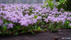 イブキジャコウソウでしょうか(=^・^=)
