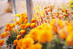 西陽に映えるマリーゴールド(^o^)