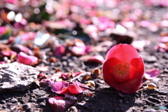 ②落ちても絵になるカメリア(^o^)