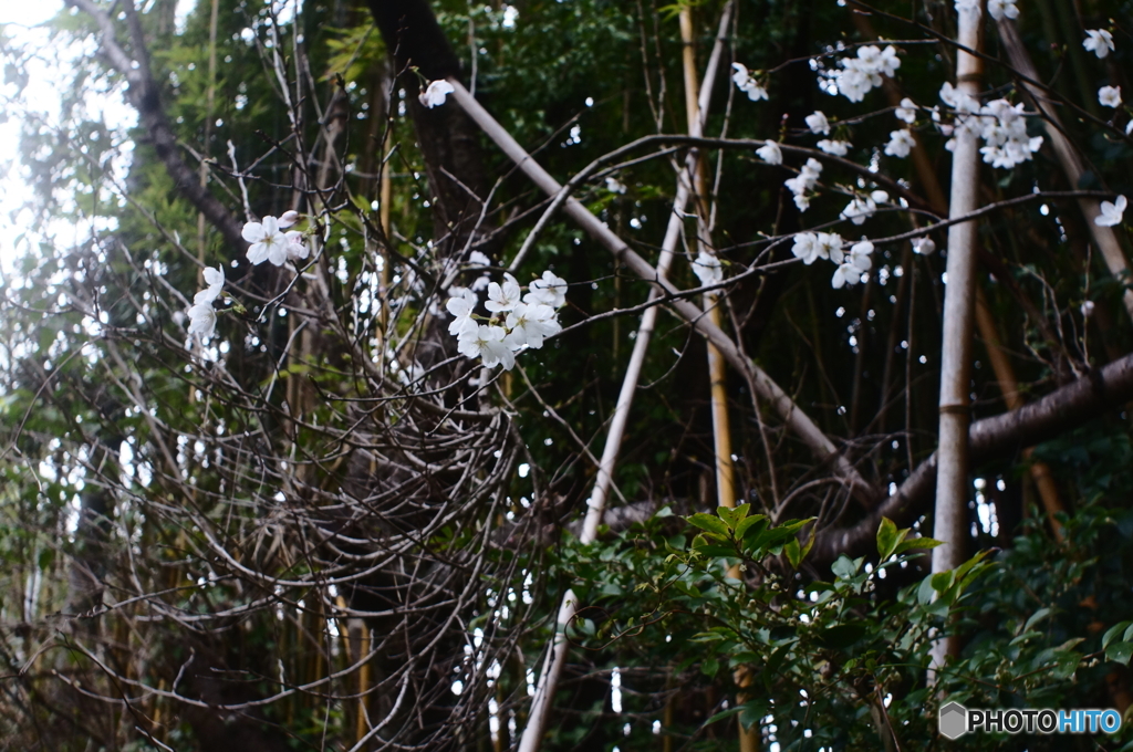 主（あるじ）無き庭にも桜咲くy